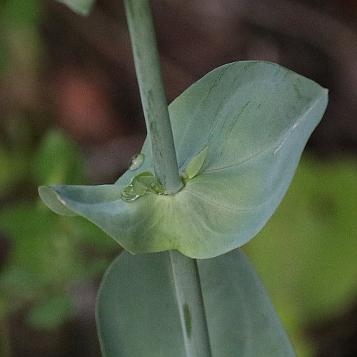Durchwachsener Bitterling / Blackstonia perfoliata